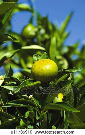 Fruit, Nature, Tree, Plantation, Countryside, Fruit tree, Agriculture View Large Photo Image Stock Image - Fruit, Nature, Tree, Plantation, Countryside, Fruit tree, Agriculture. Fotosearch