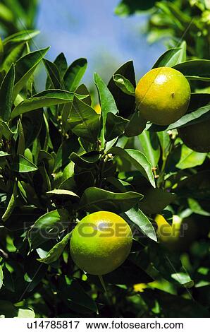 Stock Photo - Fruit, Nature, Tree, Plantation, Countryside, Fruit tree, Agriculture. Fotosearch