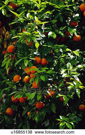 Fruit, Nature, Tree, Plantation, Countryside, Fruit tree, Agriculture View Large Photo Image Stock Photo - Fruit, Nature, Tree, Plantation, Countryside, Fruit tree, Agriculture. Fotosearch