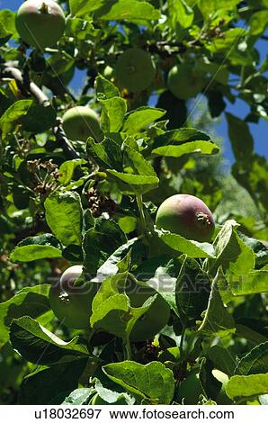 Fruit, Nature, Tree, Plantation, Countryside, Fruit tree, Agriculture View Large Photo Image Stock Photo - Fruit, Nature, Tree, Plantation, Countryside, Fruit tree, Agriculture. Fotosearch