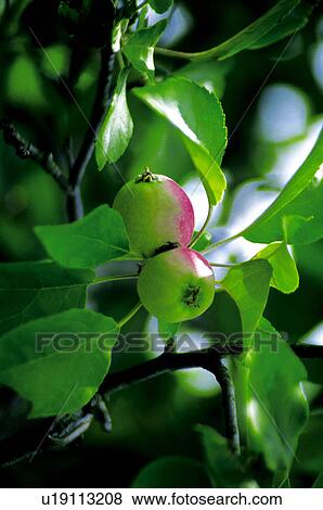 Stock Photo - Fruit, Nature, Tree, Plantation, Countryside, Fruit tree, Agriculture. Fotosearch