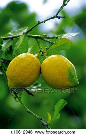 Fruit, Nature, Tree, Plantation, Countryside, Fruit tree, Agriculture View Large Photo Image Stock Photograph - Fruit, Nature, Tree, Plantation, Countryside, Fruit tree, Agriculture. Fotosearch