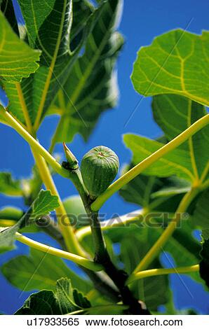 Fruit, Nature, Tree, Plantation, Countryside, Fruit tree, Agriculture View Large Photo Image Stock Photography - Fruit, Nature, Tree, Plantation, Countryside, Fruit tree, Agriculture. Fotosearch