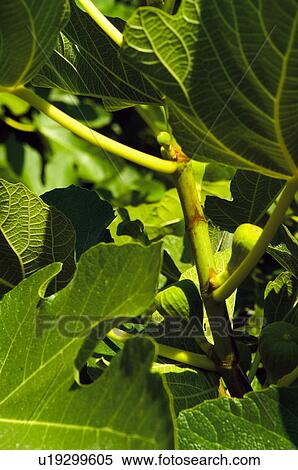 Fruit, Nature, Tree, Plantation, Countryside, Fruit tree, Agriculture View Large Photo Image Stock Photography - Fruit, Nature, Tree, Plantation, Countryside, Fruit tree, Agriculture. Fotosearch
