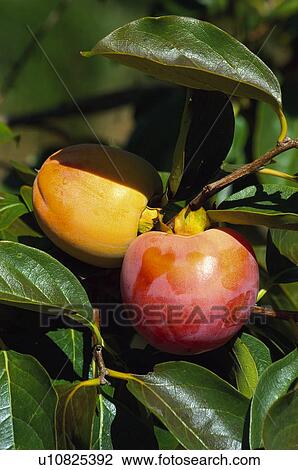 Fruit tree, Nature, Fruit, Tree, Countryside, Branch, Agriculture View Large Photo Image Stock Image - Fruit tree, Nature, Fruit, Tree, Countryside, Branch, Agriculture. Fotosearch