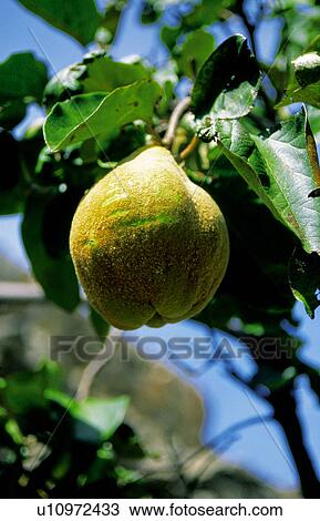 Fruit tree, Nature, Fruit, Tree, Countryside, Quince, Agriculture View Large Photo Image Stock Image - Fruit tree, Nature, Fruit, Tree, Countryside, Quince, Agriculture. Fotosearch