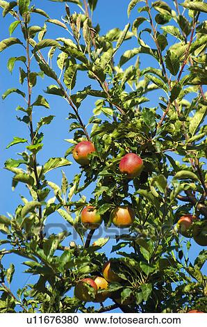 Fruit tree, Nature, Fruit, Tree, Countryside, Apple, Agriculture View Large Photo Image Stock Image - Fruit tree, Nature, Fruit, Tree, Countryside, Apple, Agriculture. Fotosearch