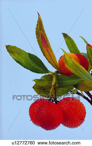Fruit tree, Nature, Fruit, Tree, Countryside, Branch, Agriculture View Large Photo Image Stock Image - Fruit tree, Nature, Fruit, Tree, Countryside, Branch, Agriculture. Fotosearch