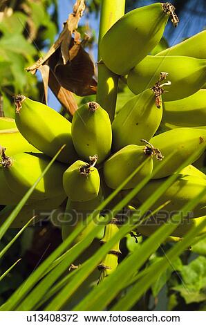 Fruit tree, Nature, Fruit, Tree, Countryside, Branch, Agriculture View Large Photo Image Stock Image - Fruit tree, Nature, Fruit, Tree, Countryside, Branch, Agriculture. Fotosearch