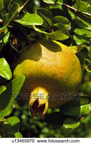 Fruit tree, Nature, Fruit, Tree, Countryside, Branch, Agriculture View Large Photo Image Stock Image - Fruit tree, Nature, Fruit, Tree, Countryside, Branch, Agriculture. Fotosearch