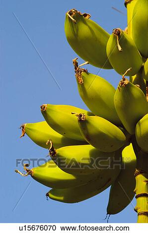 Stock Image - Fruit tree, Nature, Fruit, Tree, Countryside, Branch, Agriculture. Fotosearch