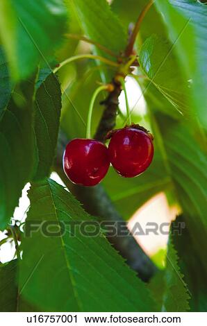 Stock Image - Fruit tree, Nature, Fruit, Tree, Countryside, Branch, Agriculture. Fotosearch
