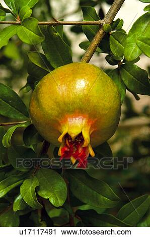 Fruit tree, Nature, Fruit, Tree, Countryside, Branch, Agriculture View Large Photo Image Stock Image - Fruit tree, Nature, Fruit, Tree, Countryside, Branch, Agriculture. Fotosearch
