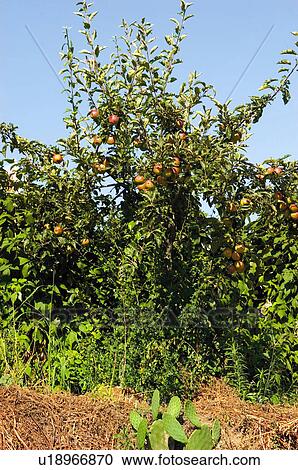 Stock Image - Fruit tree, Nature, Fruit, Tree, Countryside, Apple, Agriculture. Fotosearch