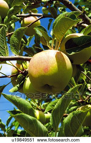 Stock Image - Fruit tree, Nature, Fruit, Tree, Countryside, Apple, Agriculture. Fotosearch