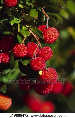 Stock Image - Fruit tree, Nature, Fruit, Tree, Countryside, Branch, Agriculture. Fotosearch