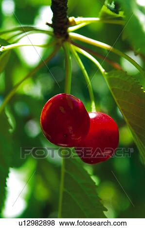 Fruit tree, Nature, Fruit, Tree, Countryside, Branch, Agriculture View Large Photo Image Stock Photo - Fruit tree, Nature, Fruit, Tree, Countryside, Branch, Agriculture. Fotosearch