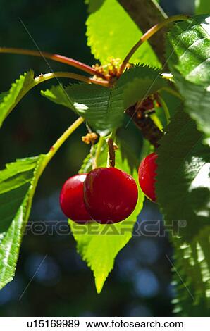 Fruit tree, Nature, Fruit, Tree, Countryside, Branch, Agriculture View Large Photo Image Stock Photo - Fruit tree, Nature, Fruit, Tree, Countryside, Branch, Agriculture. Fotosearch
