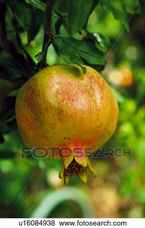 Fruit tree, Nature, Fruit, Tree, Countryside, Branch, Agriculture View Large Photo Image Stock Photo - Fruit tree, Nature, Fruit, Tree, Countryside, Branch, Agriculture. Fotosearch