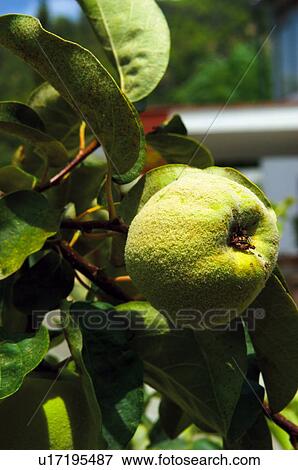 Fruit tree, Nature, Fruit, Tree, Countryside, Quince, Agriculture View Large Photo Image Stock Photo - Fruit tree, Nature, Fruit, Tree, Countryside, Quince, Agriculture. Fotosearch