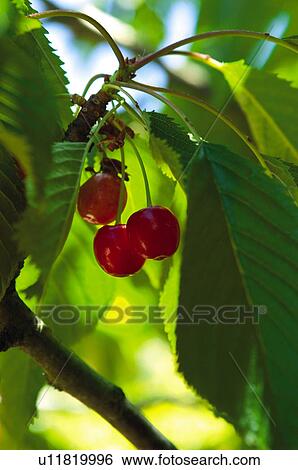 Fruit tree, Nature, Fruit, Tree, Countryside, Branch, Agriculture View Large Photo Image Stock Photograph - Fruit tree, Nature, Fruit, Tree, Countryside, Branch, Agriculture. Fotosearch