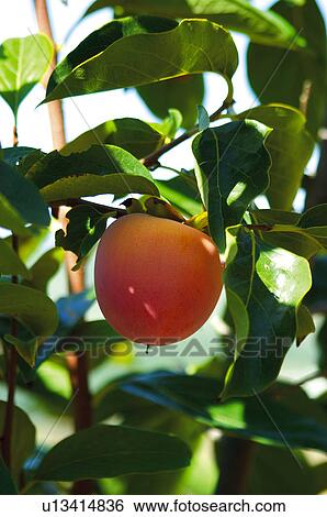 Fruit tree, Nature, Fruit, Tree, Countryside, Branch, Agriculture View Large Photo Image Stock Photograph - Fruit tree, Nature, Fruit, Tree, Countryside, Branch, Agriculture. Fotosearch