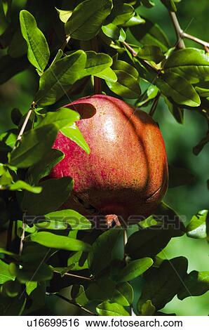 Fruit tree, Nature, Fruit, Tree, Countryside, Branch, Agriculture View Large Photo Image Stock Photograph - Fruit tree, Nature, Fruit, Tree, Countryside, Branch, Agriculture. Fotosearch