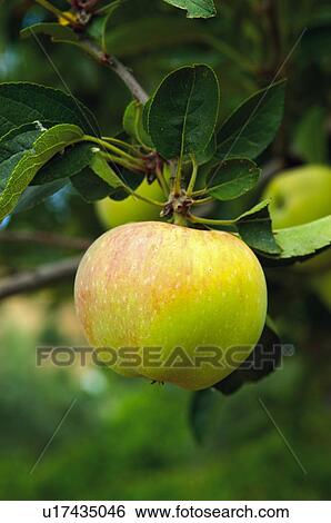 Fruit tree, Nature, Fruit, Tree, Countryside, Apple, Agriculture View Large Photo Image Stock Photograph - Fruit tree, Nature, Fruit, Tree, Countryside, Apple, Agriculture. Fotosearch