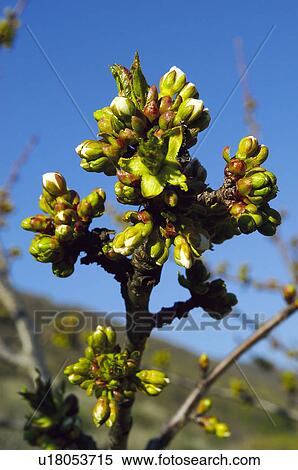 Fruit tree, Nature, Fruit, Tree, Countryside, Branch, Agriculture View Large Photo Image Stock Photography - Fruit tree, Nature, Fruit, Tree, Countryside, Branch, Agriculture. Fotosearch