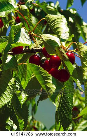 Fruit tree, Nature, Fruit, Tree, Countryside, Branch, Agriculture View Large Photo Image Stock Photography - Fruit tree, Nature, Fruit, Tree, Countryside, Branch, Agriculture. Fotosearch