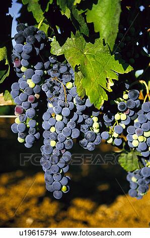 Leaf, Nature, Vineyard, Plantation, Countryside, Leaves, Agriculture View Large Photo Image Picture - Leaf, Nature, Vineyard, Plantation, Countryside, Leaves, Agriculture. Fotosearch