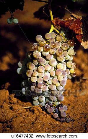 Leaf, Nature, Vineyard, Plantation, Countryside, Leaves, Agriculture View Large Photo Image Stock Image - Leaf, Nature, Vineyard, Plantation, Countryside, Leaves, Agriculture. Fotosearch