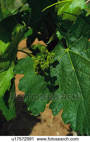 Leaf, Nature, Vineyard, Plantation, Countryside, Leaves, Agriculture View Large Photo Image Stock Image - Leaf, Nature, Vineyard, Plantation, Countryside, Leaves, Agriculture. Fotosearch
