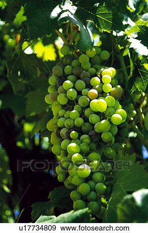 Stock Photo - Leaf, Nature, Vineyard, Plantation, Countryside, Leaves, Agriculture. Fotosearch