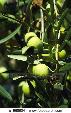 Olives, Nature, Olive, Tree, Countryside, Branch, Agriculture View Large Photo Image Stock Image - Olives, Nature, Olive, Tree, Countryside, Branch, Agriculture. Fotosearch