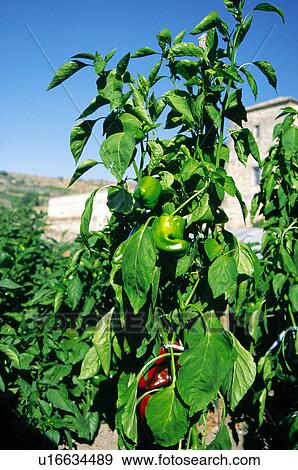 Pepper, Nature, Plant, Kitchen garden, Vegetable garden, Peppers, Agriculture View Large Photo Image Stock Photo - Pepper, Nature, Plant, Kitchen garden, Vegetable garden, Peppers, Agriculture. Fotosearch