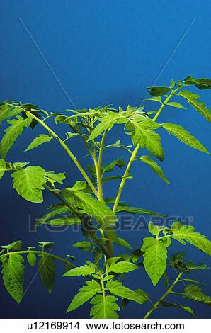 Plant, Nature, Brach, Kitchen garden, Vegetable garden, Tomato plant, Agriculture View Large Photo Image Picture - Plant, Nature, Brach, Kitchen garden, Vegetable garden, Tomato plant, Agriculture. Fotosearch
