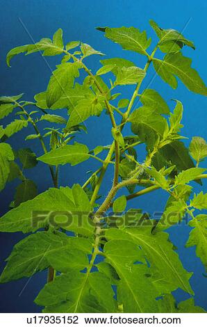Plant, Nature, Brach, Kitchen garden, Vegetable garden, Tomato plant, Agriculture View Large Photo Image Stock Image - Plant, Nature, Brach, Kitchen garden, Vegetable garden, Tomato plant, Agriculture. Fotosearch