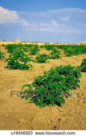 Plant, Nature, Potato, Plantation, Countryside, Potato plant, Agriculture View Large Photo Image Stock Image - Plant, Nature, Potato, Plantation, Countryside, Potato plant, Agriculture. Fotosearch
