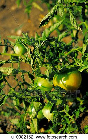 Tomatos, Nature, Tomato, Kitchen garden, Vegetable garden, Tomatoes, Agriculture View Large Photo Image Stock Image - Tomatos, Nature, Tomato, Kitchen garden, Vegetable garden, Tomatoes, Agriculture. Fotosearch