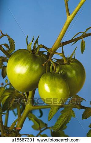Tomatos, Nature, Tomato, Kitchen garden, Vegetable garden, Tomatoes, Agriculture View Large Photo Image Stock Image - Tomatos, Nature, Tomato, Kitchen garden, Vegetable garden, Tomatoes, Agriculture. Fotosearch