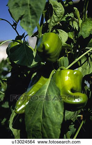 Picture - Vegetable, Nature, Plant, Kitchen garden, Vegetable garden, Chard, Agriculture. Fotosearch