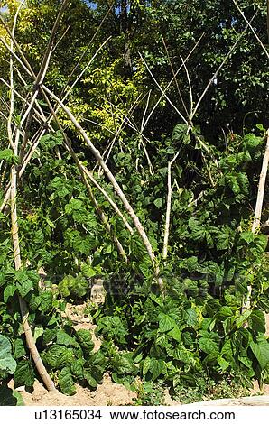 Picture - Vegetable, Nature, Plant, Kitchen garden, Vegetable garden, Bean, Agriculture. Fotosearch