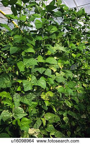 Vegetable, Nature, Plant, Kitchen garden, Vegetable garden, Bean, Agriculture View Large Photo Image Picture - Vegetable, Nature, Plant, Kitchen garden, Vegetable garden, Bean, Agriculture. Fotosearch