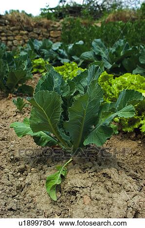 Picture - Vegetable, Nature, Plant, Kitchen garden, Vegetable garden, Cabbage, Agriculture. Fotosearch