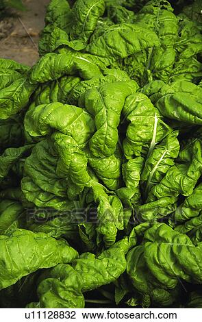 Vegetable, Nature, Plant, Kitchen garden, Vegetable garden, Lettuce, Agriculture View Large Photo Image Stock Image - Vegetable, Nature, Plant, Kitchen garden, Vegetable garden, Lettuce, Agriculture. Fotosearch