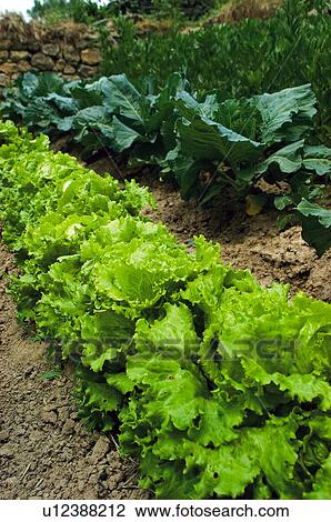 Vegetable, Nature, Plant, Kitchen garden, Vegetable garden, Lettuce, Agriculture View Large Photo Image Stock Image - Vegetable, Nature, Plant, Kitchen garden, Vegetable garden, Lettuce, Agriculture. Fotosearch