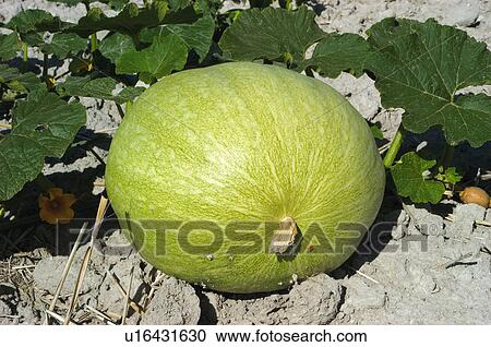 Stock Image - Vegetable, Nature, Plant, Kitchen garden, Vegetable garden, Pumpkin, Agriculture. Fotosearch