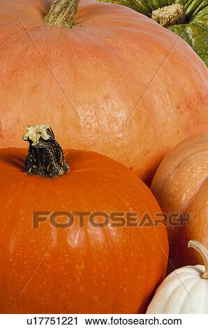 Vegetable, Nature, Plant, Kitchen garden, Vegetable garden, Pumpkin, Agriculture View Large Photo Image Stock Image - Vegetable, Nature, Plant, Kitchen garden, Vegetable garden, Pumpkin, Agriculture. Fotosearch