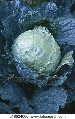 Vegetable, Nature, Plant, Kitchen garden, Vegetable garden, Cabbage, Agriculture View Large Photo Image Stock Image - Vegetable, Nature, Plant, Kitchen garden, Vegetable garden, Cabbage, Agriculture. Fotosearch